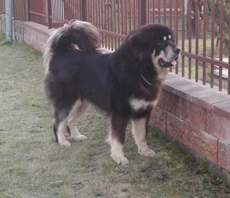 BENGAL  Henriet´s garden,(RINCHEN x Y-DALOU)